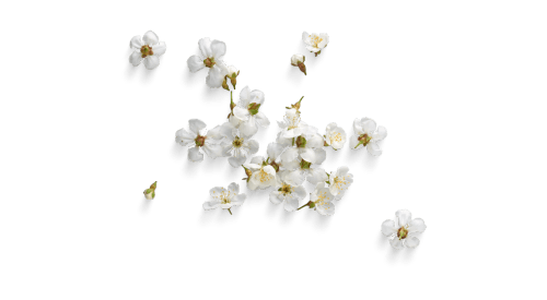 Cherry Blossom Hypnosis gallery image 2