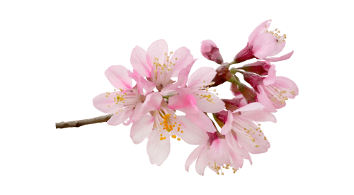 Cherry Blossom Hypnosis gallery image 3