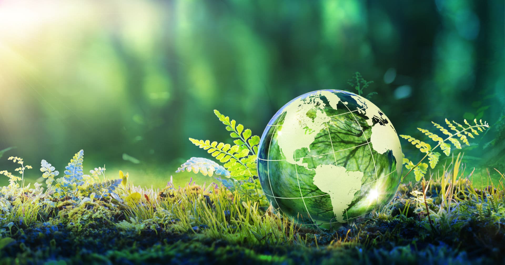 IONC gallery image 5