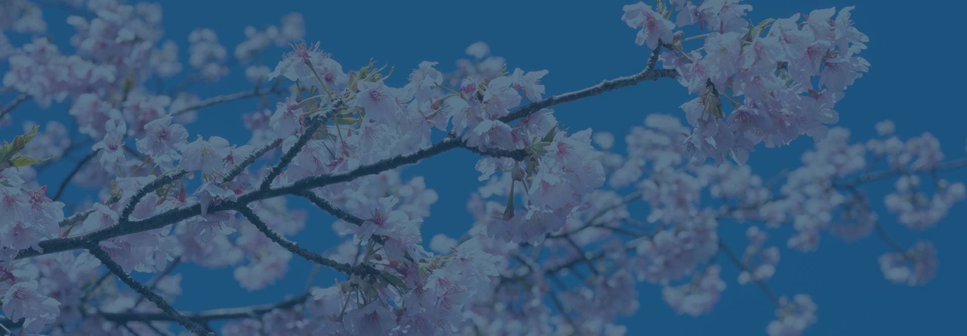 Priscilla Kerr Wellness Ltd. gallery image 2