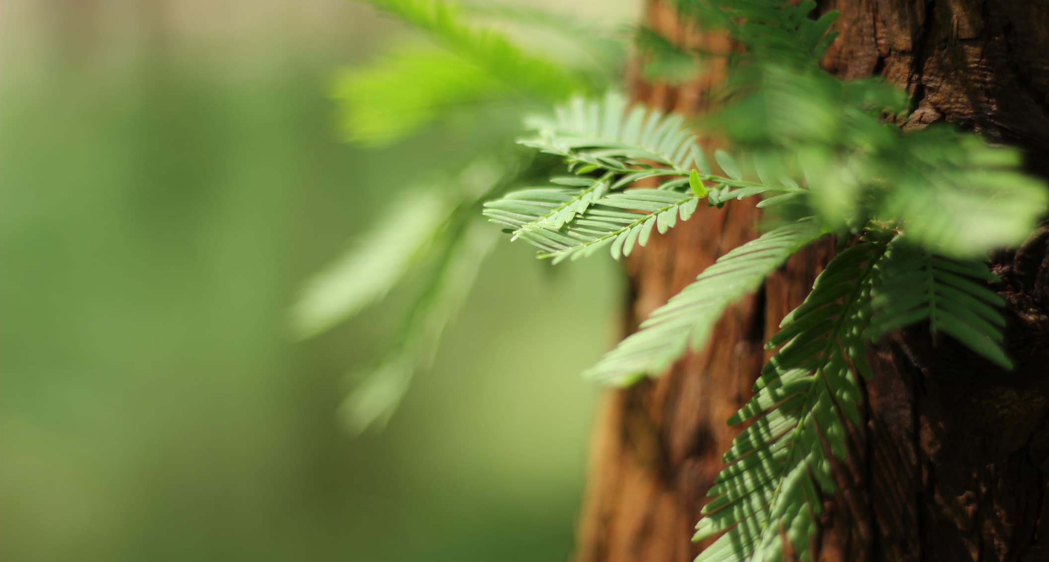 Sequoia Wellness Collective gallery image 3