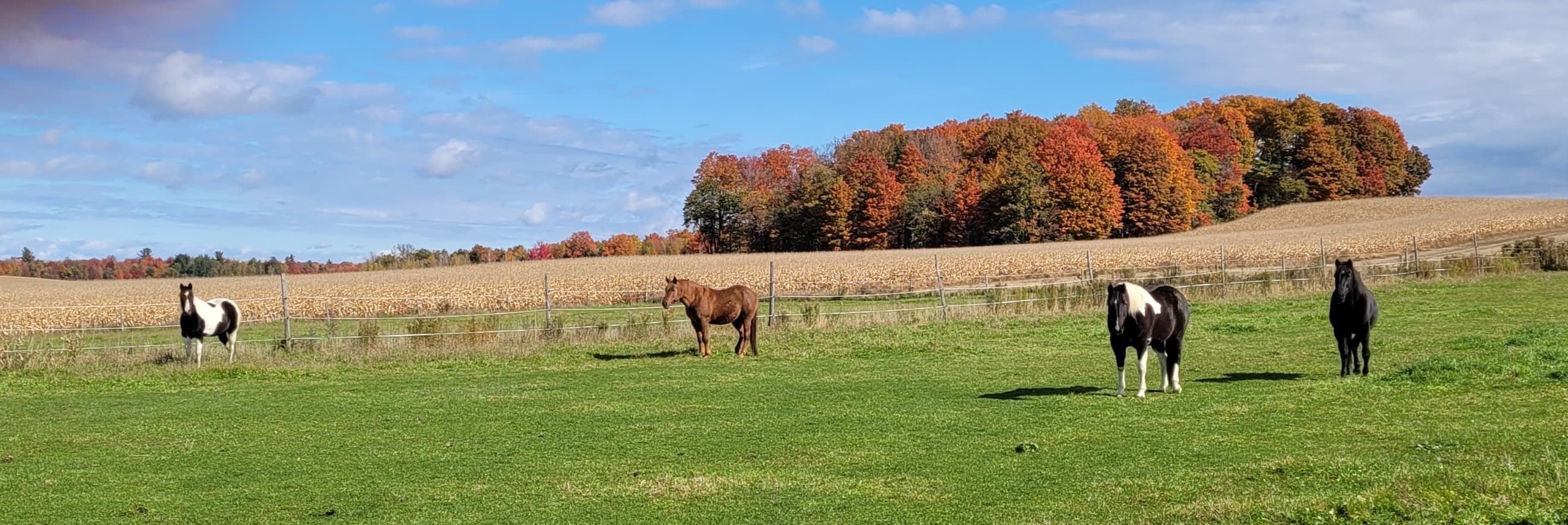 Traumas-Estrie gallery image 4
