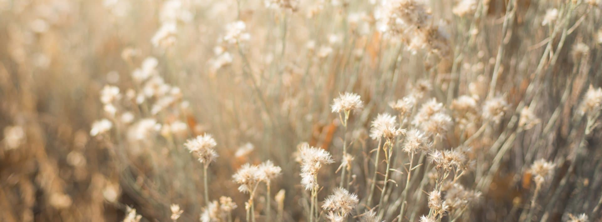 The Foraging Rose gallery image 4