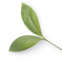 Grow Well Counselling logo