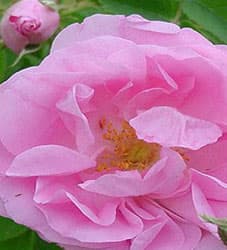 Hunzaroma gallery image 5