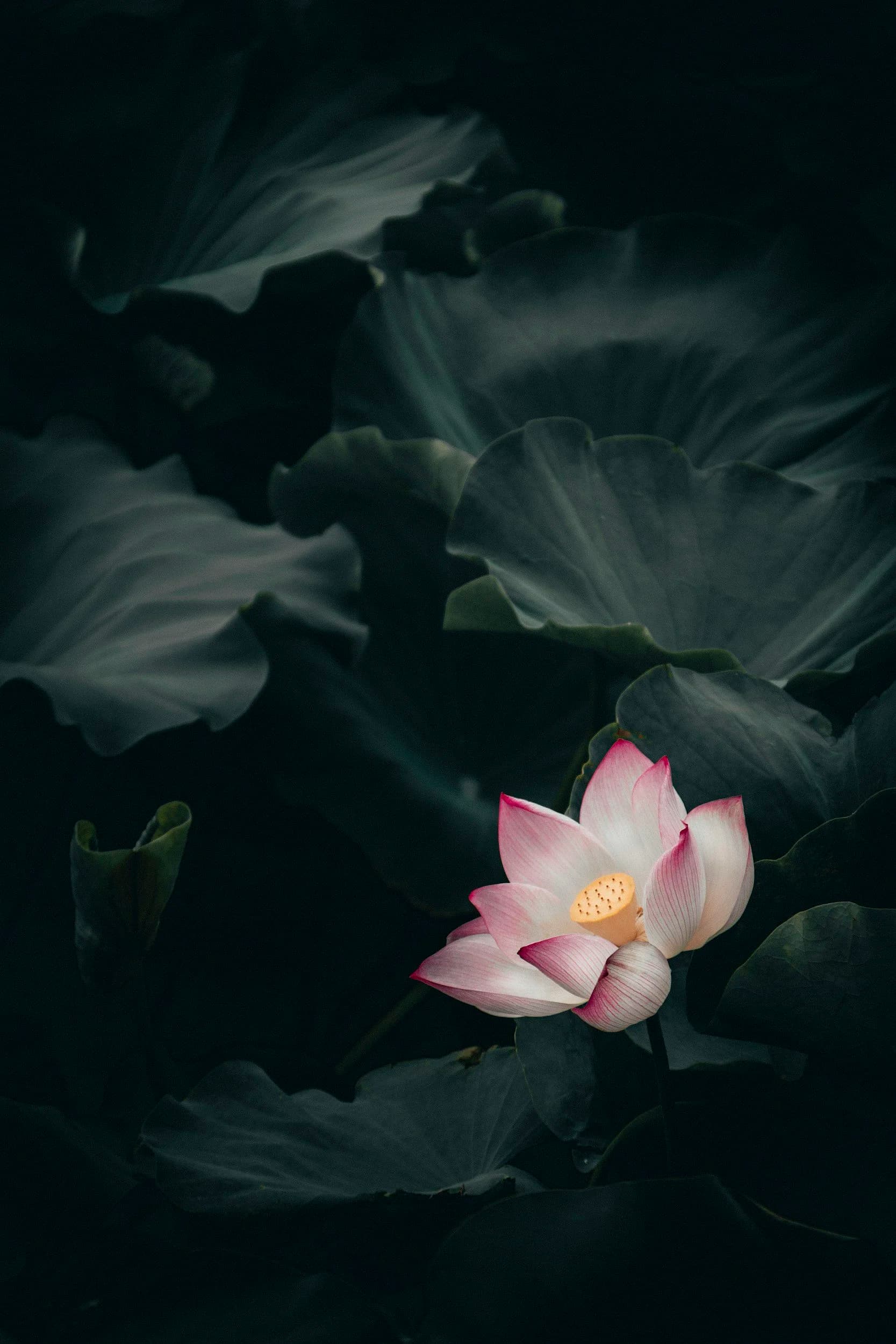 Lotus Counseling & Trauma Therapy in Niagara