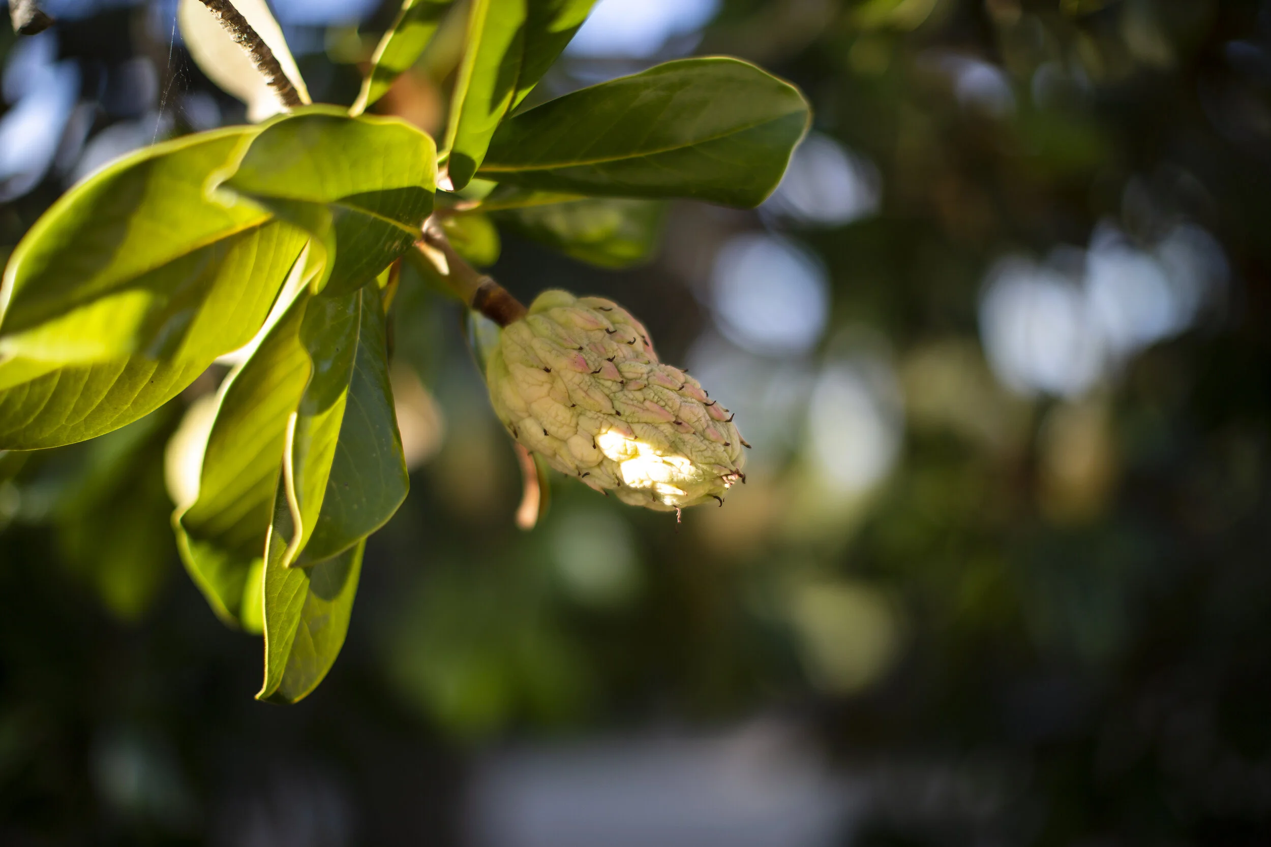 Meditation As Medicine gallery image 1
