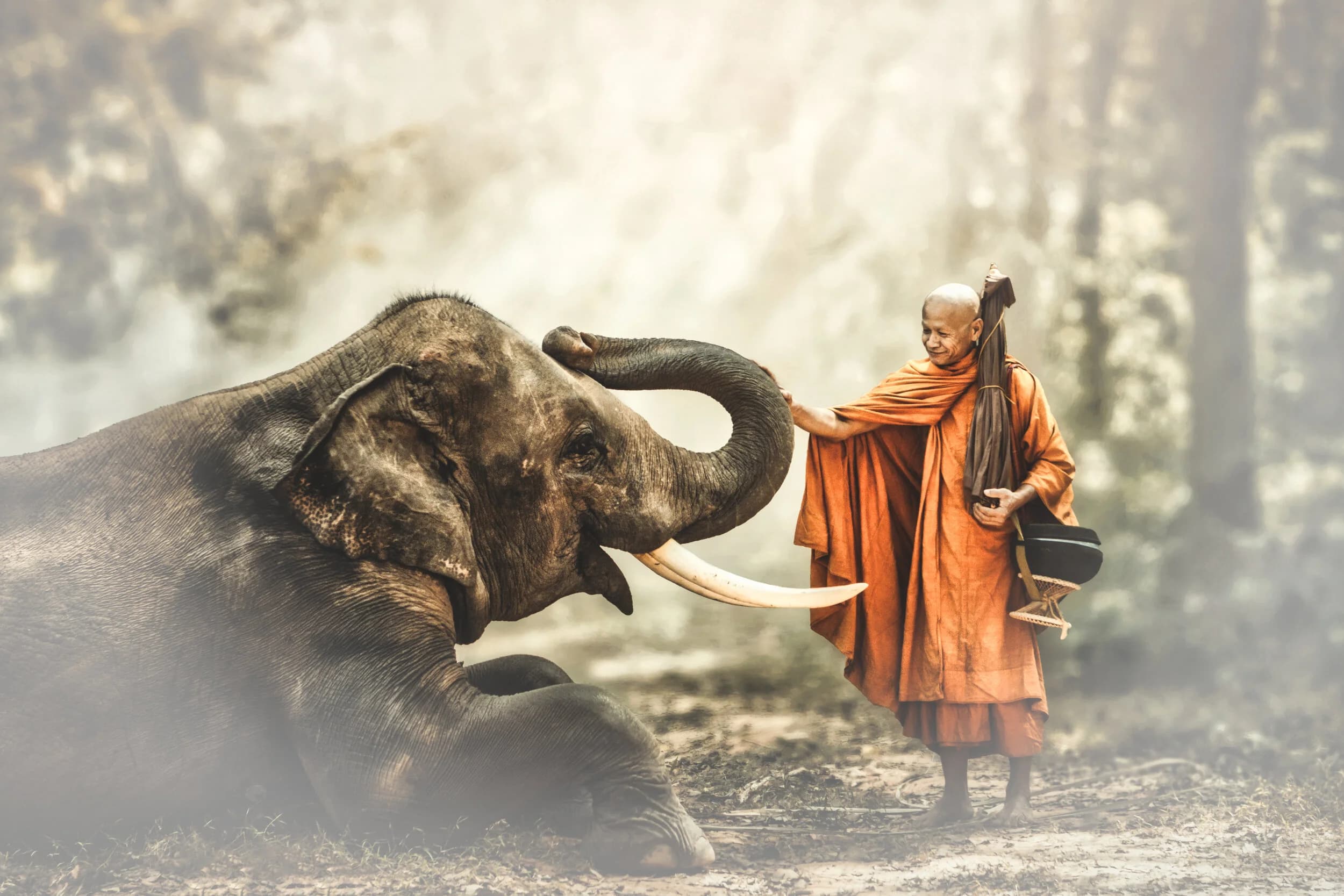 Medicine of Sound gallery image 5