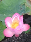 Beyond Balance ~ Mind, Body, Spirit, Wellness logo