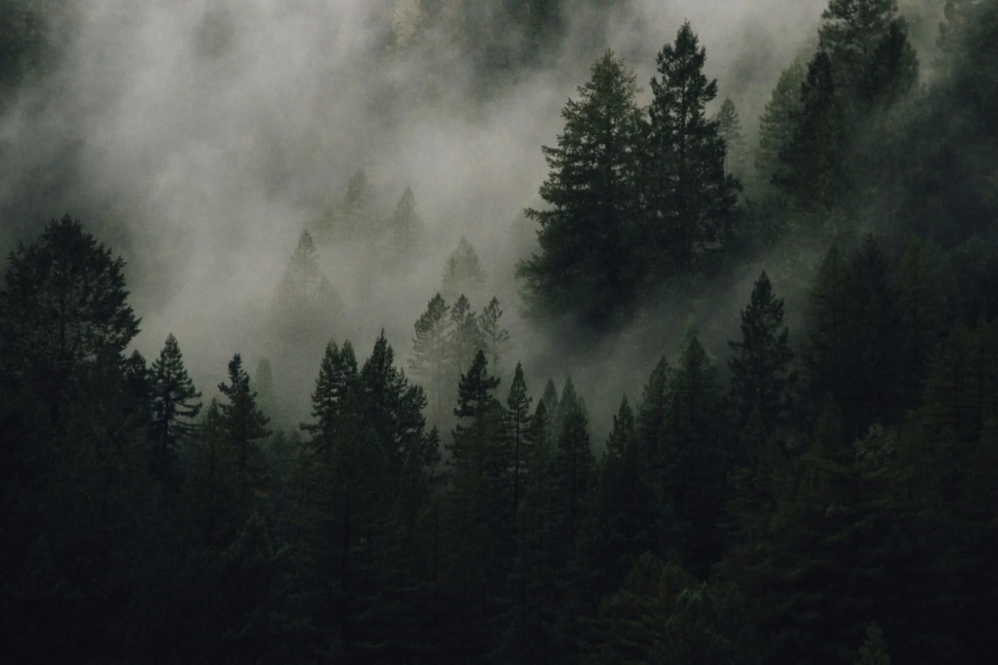 Fèath & Elemi- Massage and Wellness Clinic