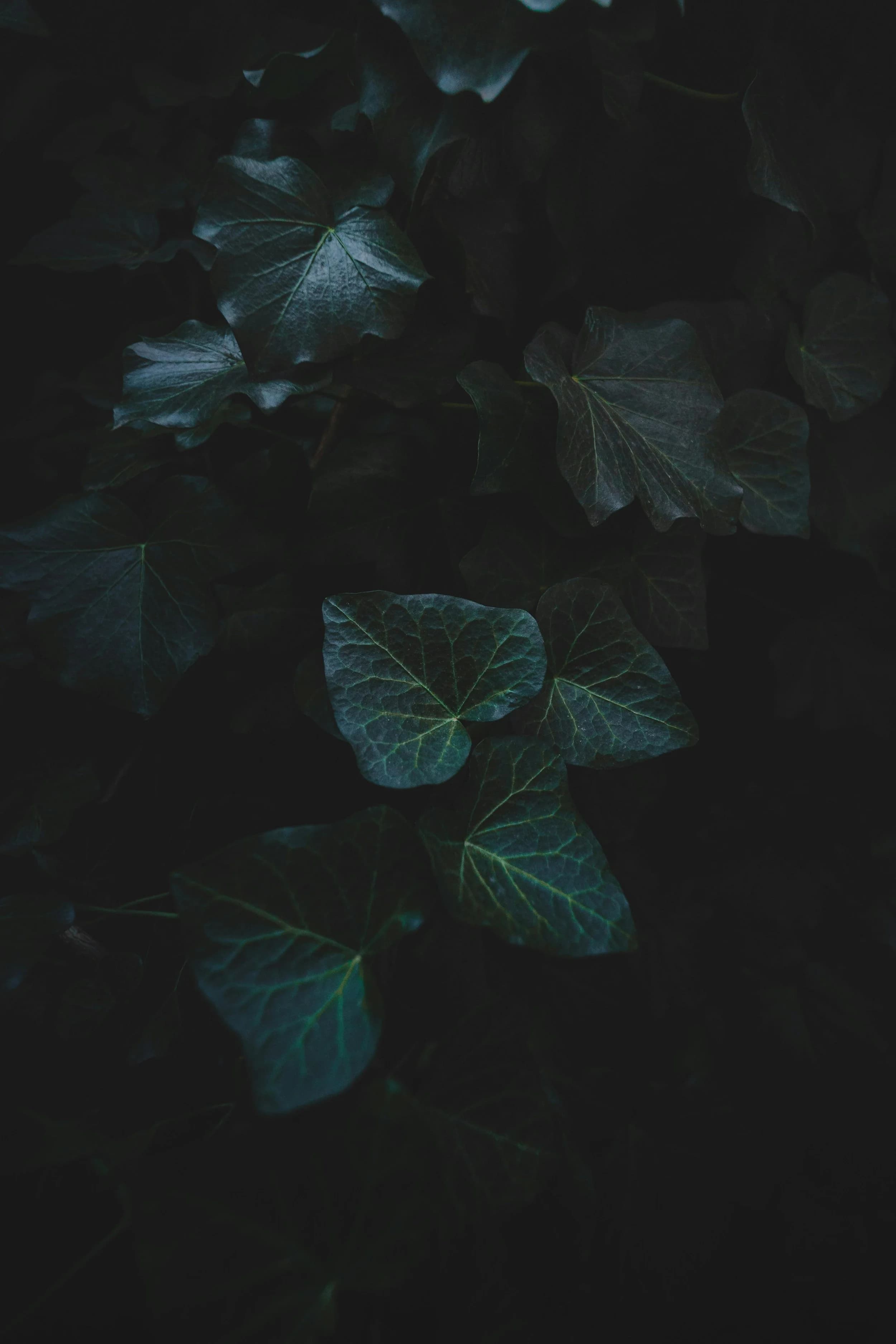 Solla Therapy & Wellness gallery image 2