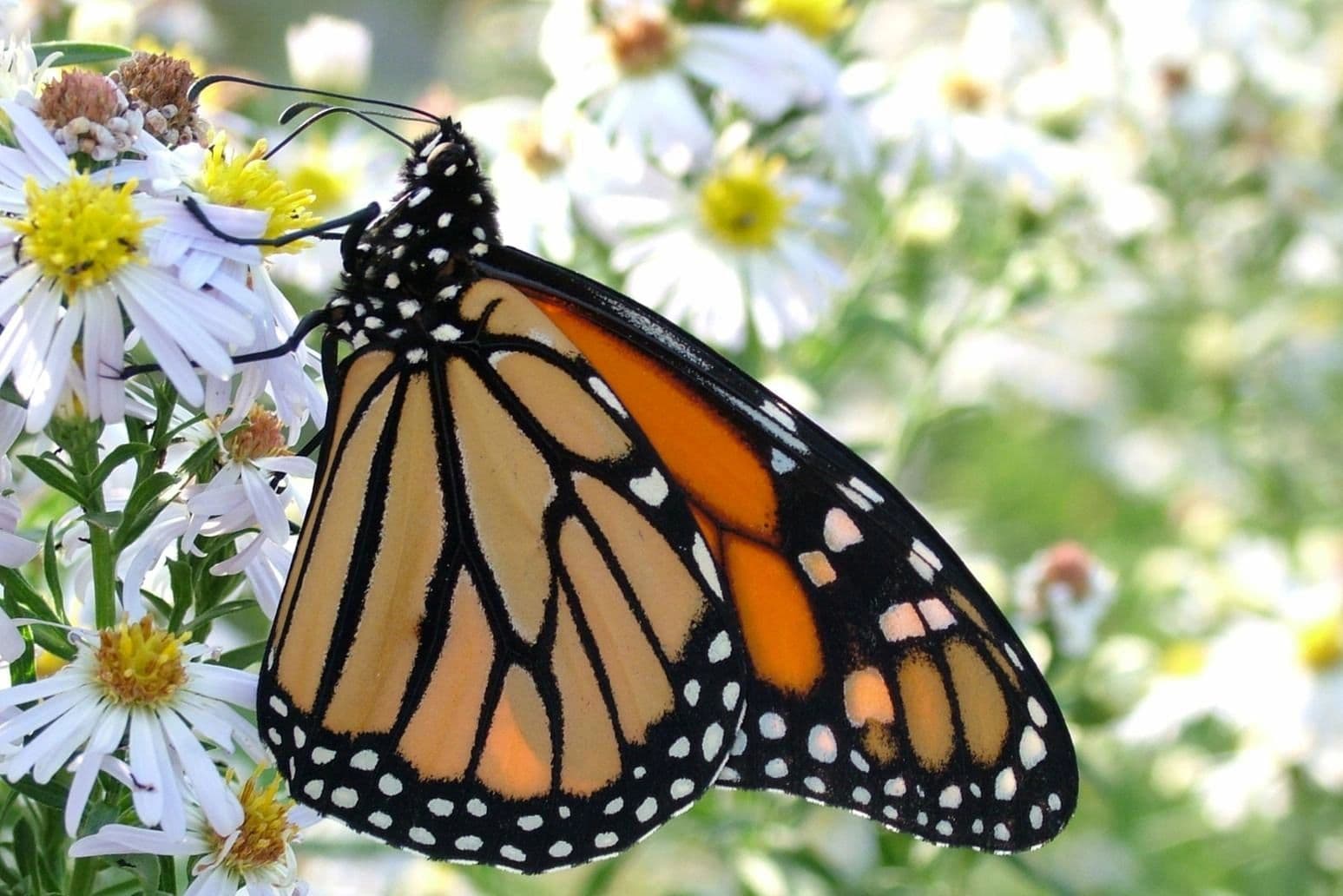 nutritionist jane bischoff, peterborough