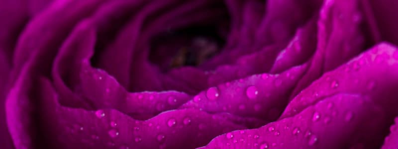 Janis Rosen: Clinical Hypnotherapist • Counselor