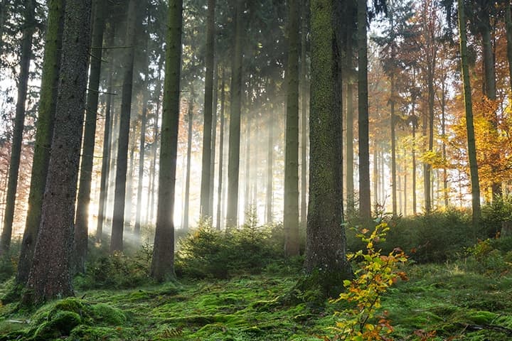 Margarita Rabinovich, RP & Associates, Psychotherapy and Mindfulness Services gallery image 2