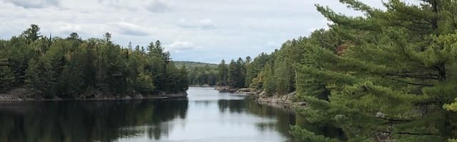 Listening Tree Studio & Coaching