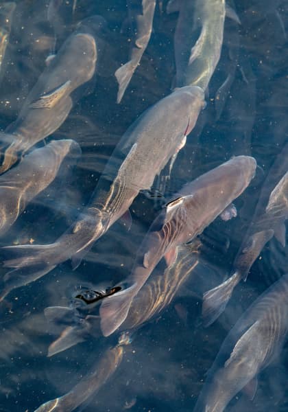 Nature’s Pride Nutrition Inc gallery image 5