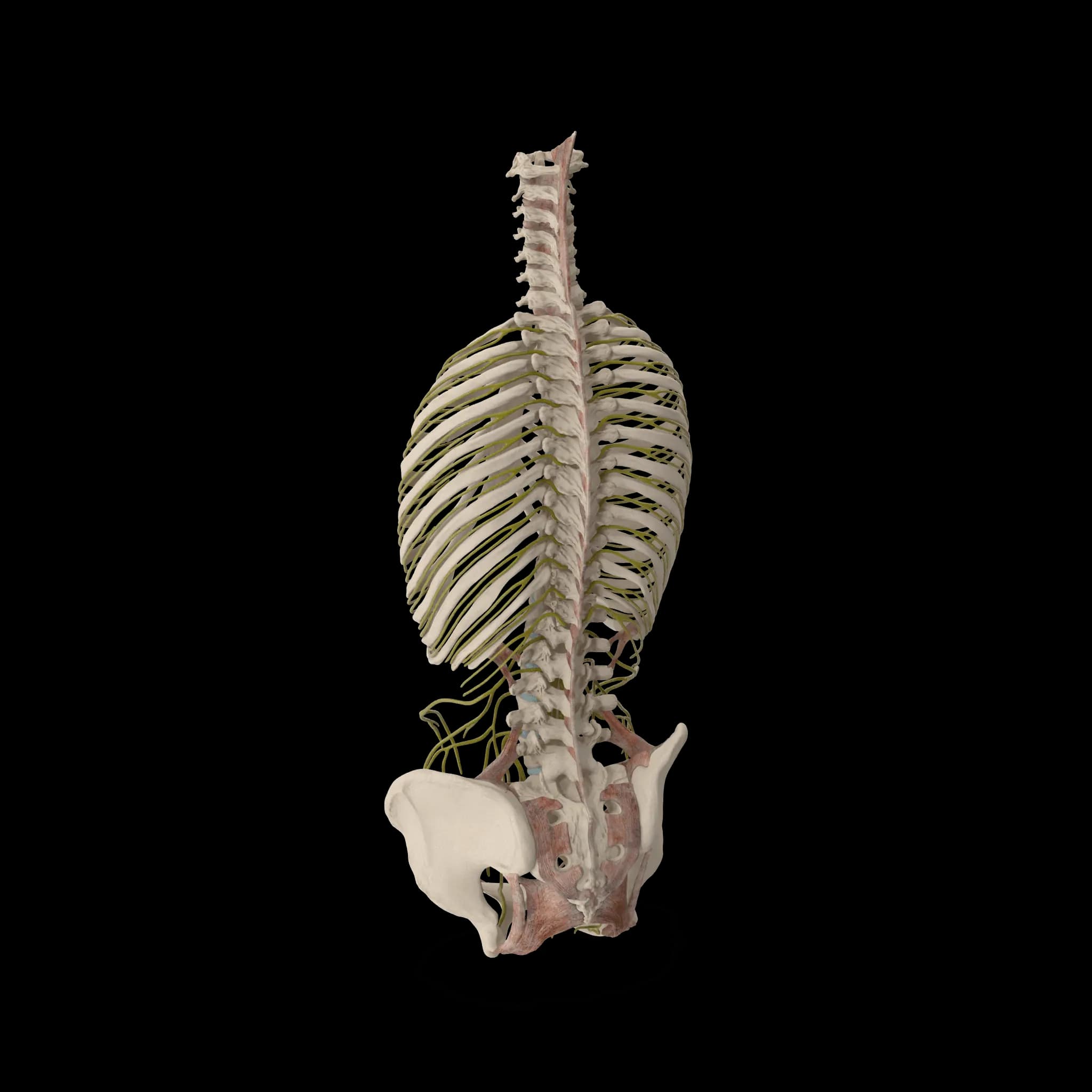 PTBO Chiro Peterborough