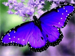 The Purple Butterfly Healing Centre