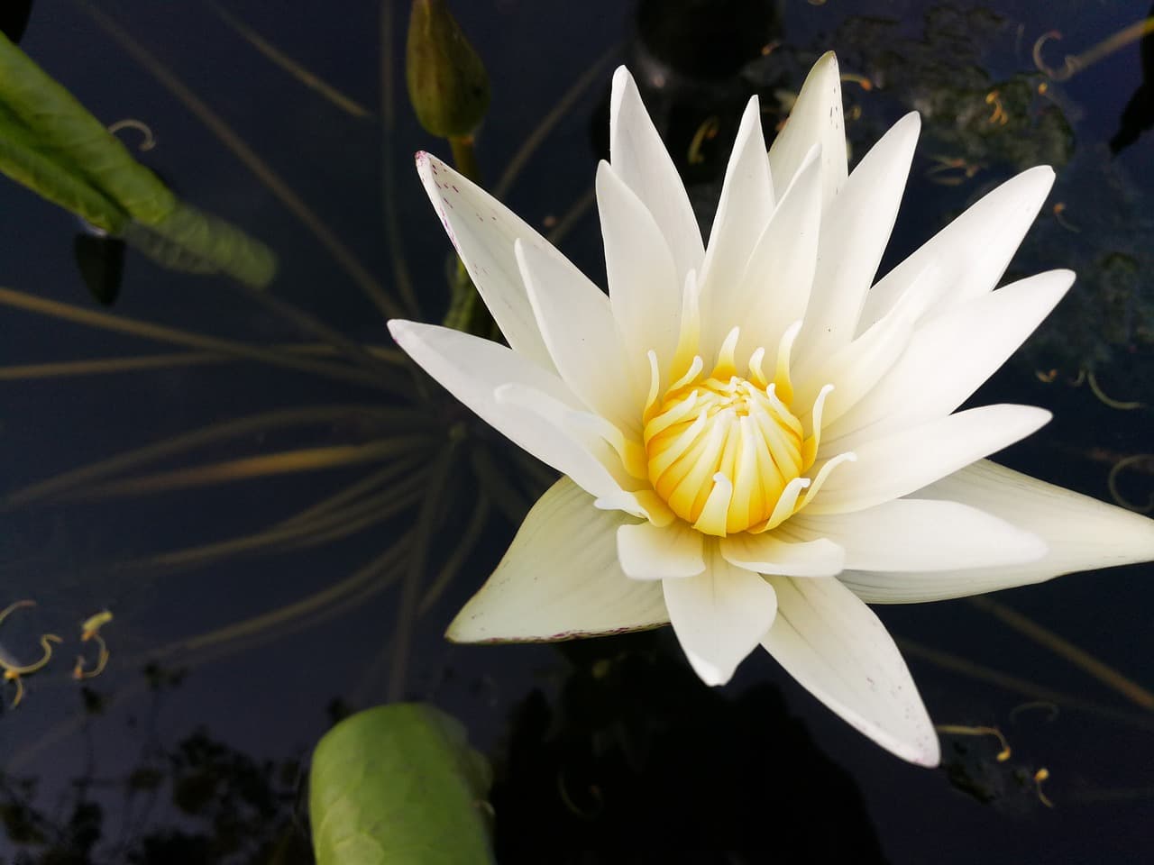 Sacredlotusthai massage & Spa in Kelowna BC