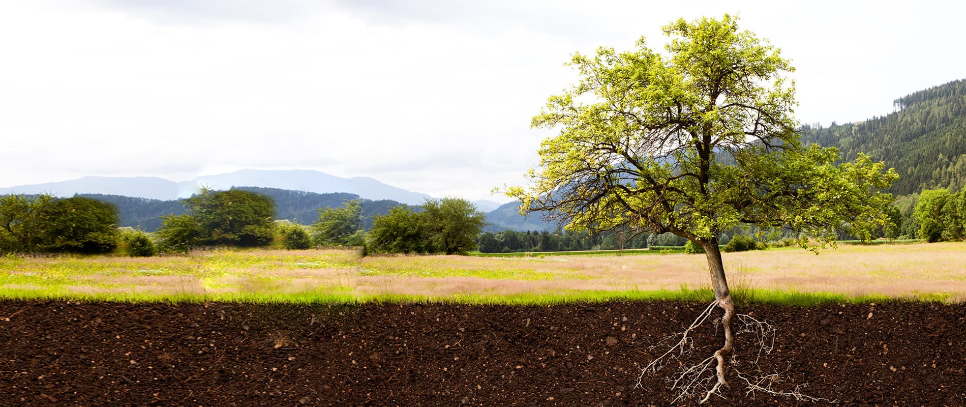 Dr. Philip K.L Lee ND gallery image 2