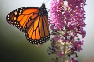 Mindful Self-Compassion Training and Resources