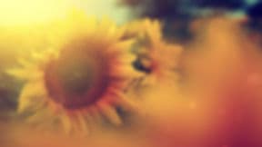 Julie-Soleil Therapeutic Hypnosis gallery image 1