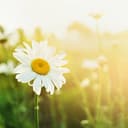 Julie-Soleil Therapeutic Hypnosis logo