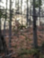 Horizenz Registered Massage Therapy gallery image 1