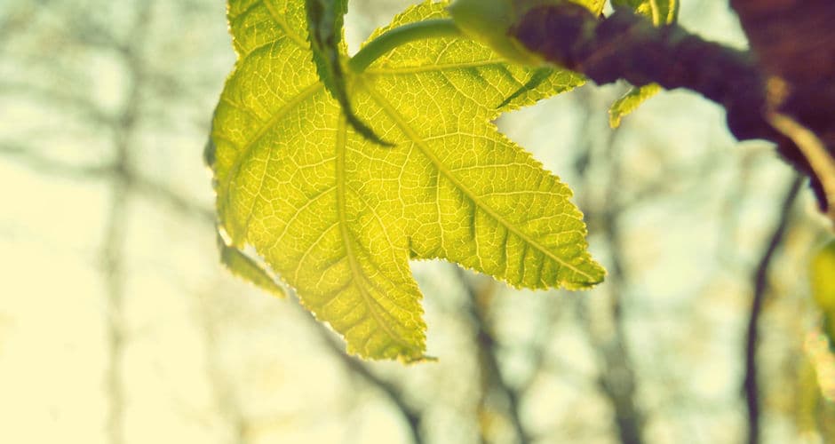 Our Healing Connection gallery image 4