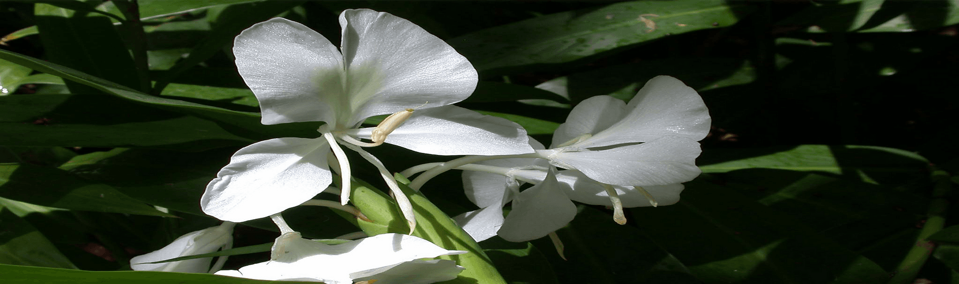 Clinique Resileste | Psychologue Sherbrooke gallery image 3