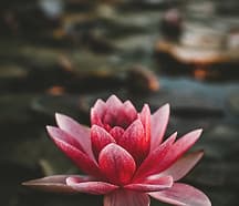 Blooming Minds Mental Health gallery image 3