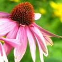 Shambhala Meditation Centre of Toronto logo