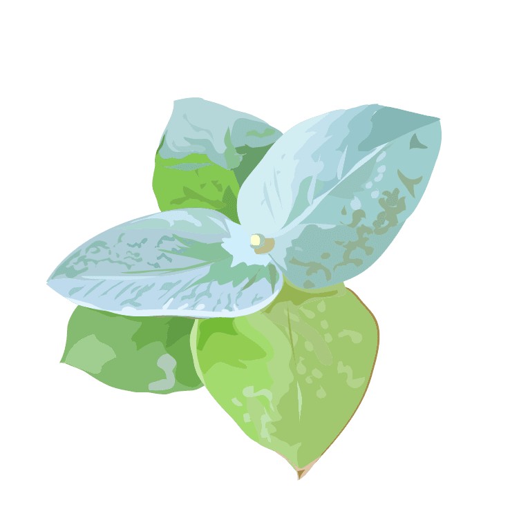 Wild Sage Massage Therapy Inc. gallery image 2