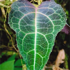 Alchimiste En Herbe gallery image 4