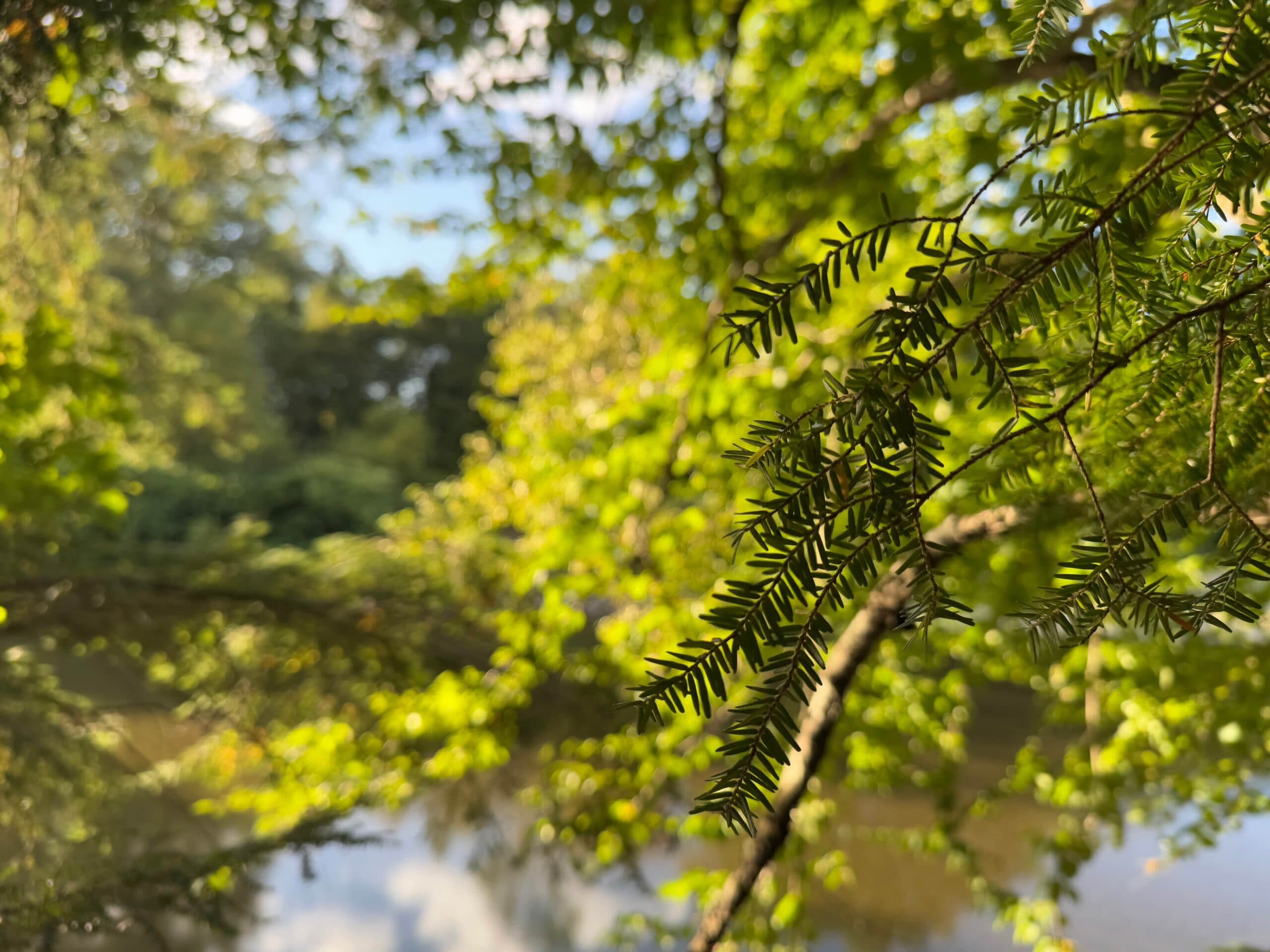 genevieve herboriste gallery image 1