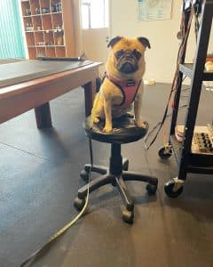 Pathways Holistic Petcare Centre gallery image 2