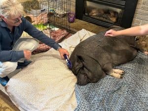 Pathways Holistic Petcare Centre gallery image 4