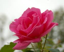 Sri Chinmoy Centre of Ottawa gallery image 2