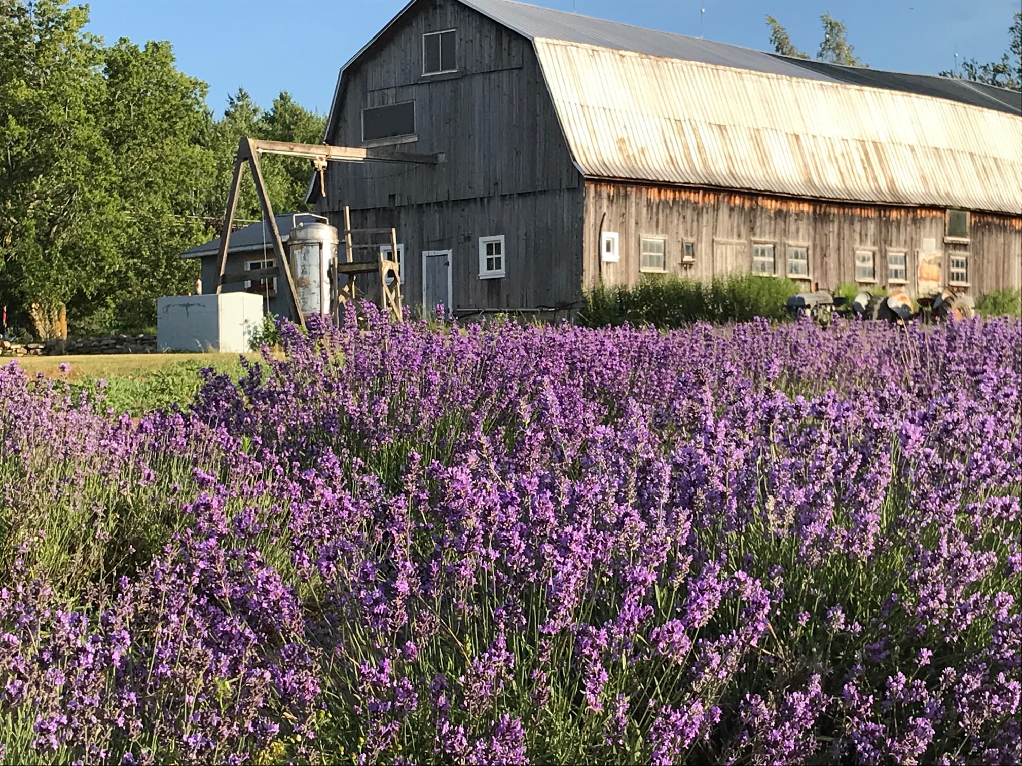 ZAYAT AROMA gallery image 4