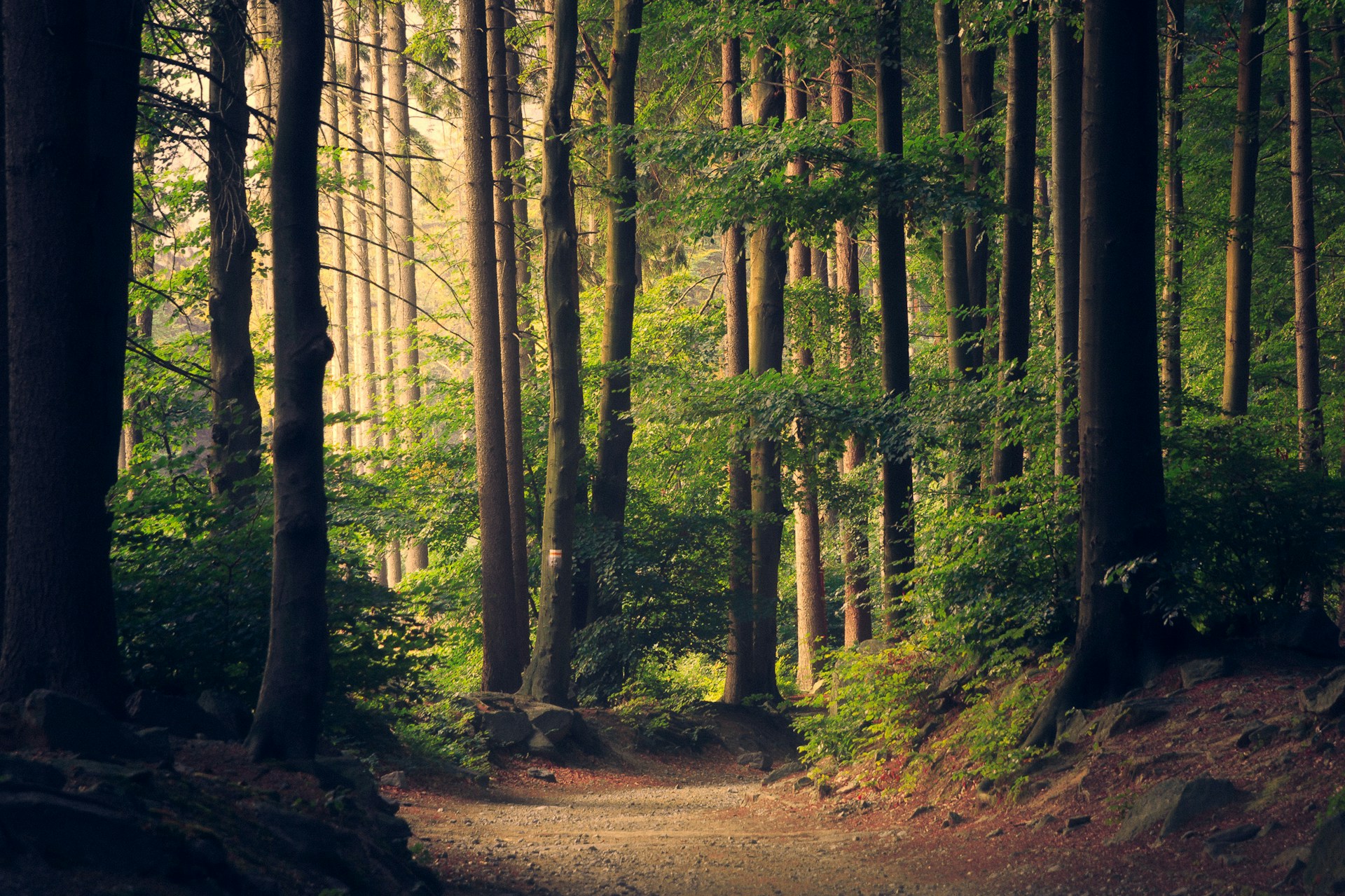 Elaine Walker Counselling — Clinical Counsellor