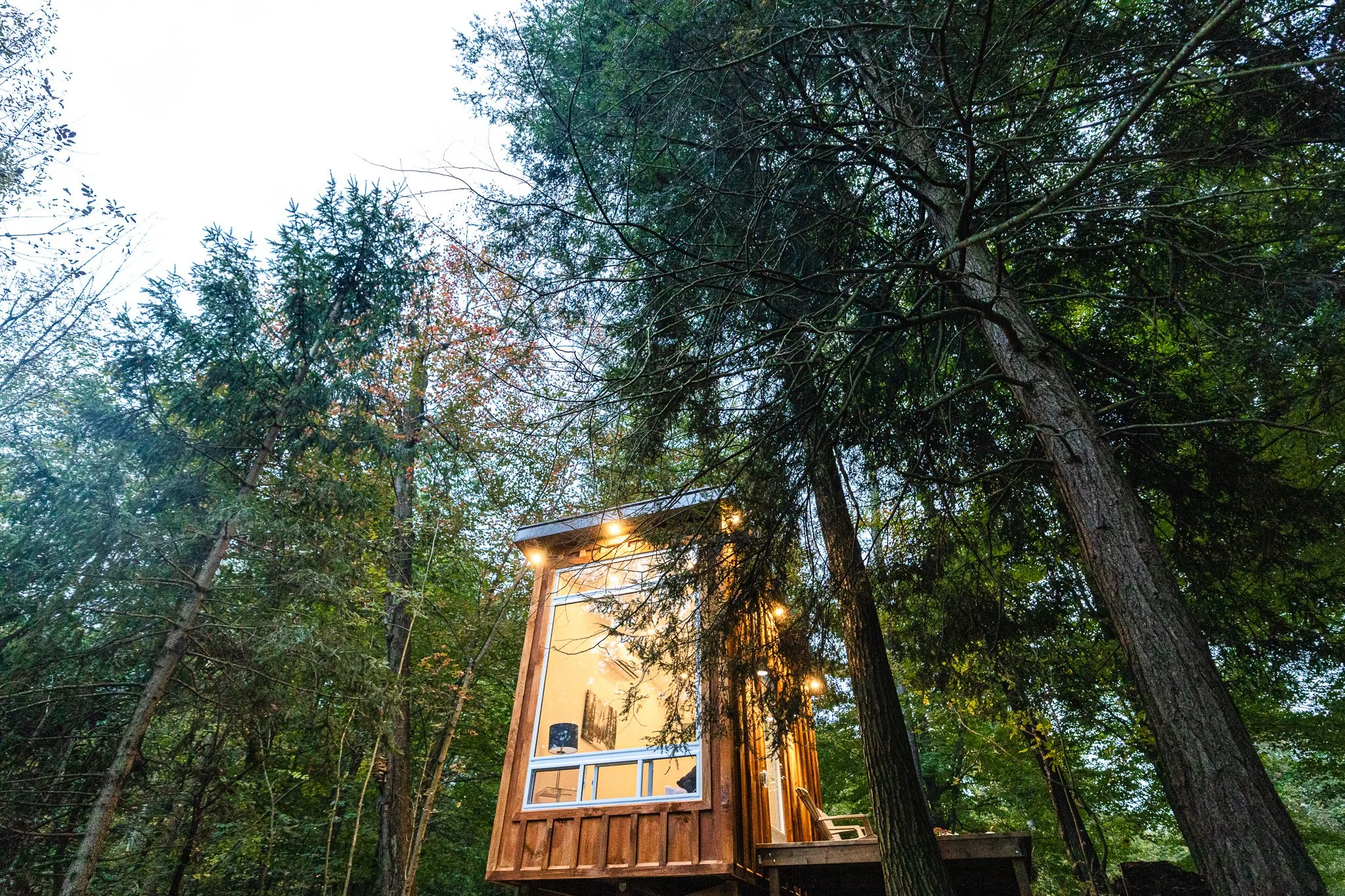 Fernwood Hills — forest-cabin