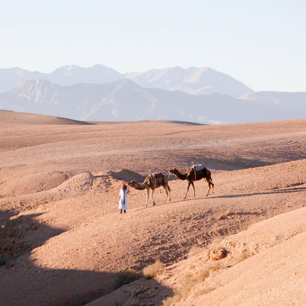 Camel rides & safaris