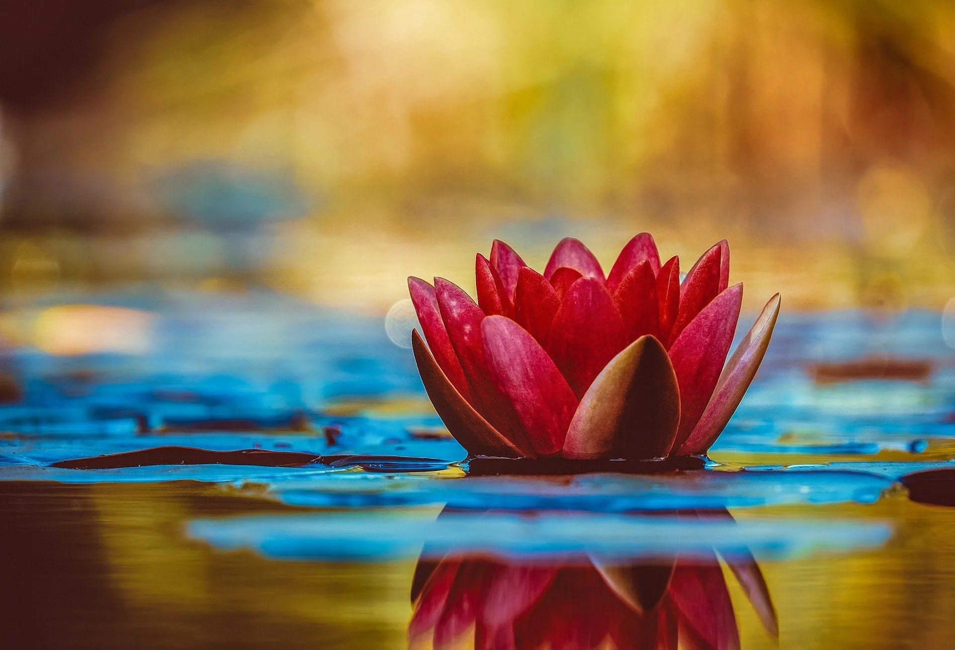 Litsa Bradford LMFT — Licensed therapist