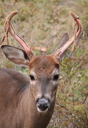 Slow down with bunkies, campsites, and specialty stays