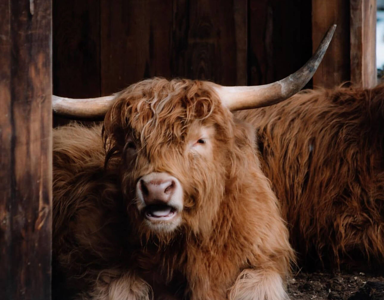 The Taiga Animal Sanctuary — Animal Sanctuary Wellness Stay
