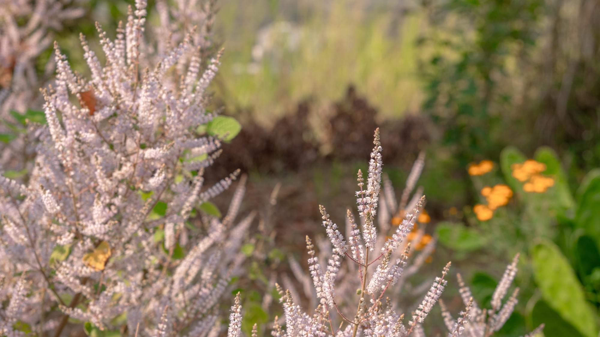 Taiwan ChaoChaoWo Yoga Healing Forest — Wellness Retreat