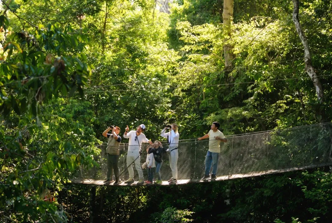 Treetop canopy walk