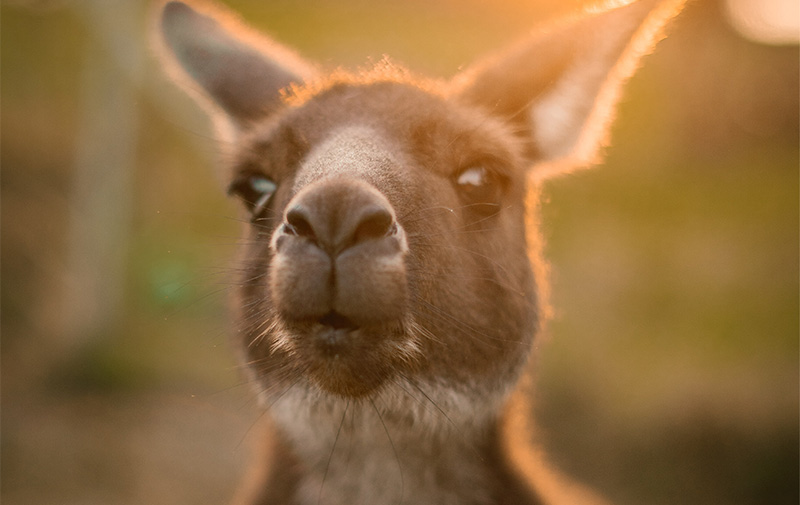 Wildlife on your doorstep
